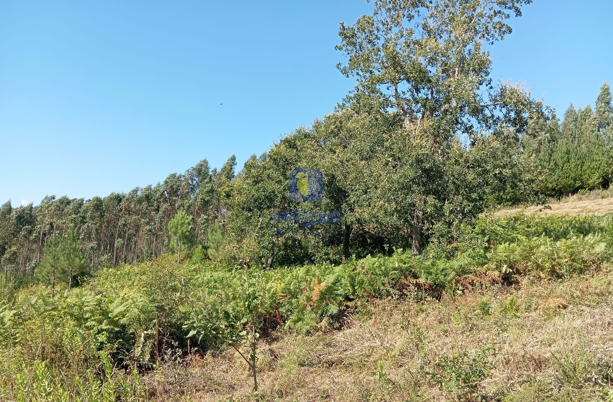 Terreno R�stico T0 - Alvorninha, Caldas da Rainha, Leiria - Miniatura: 7/10