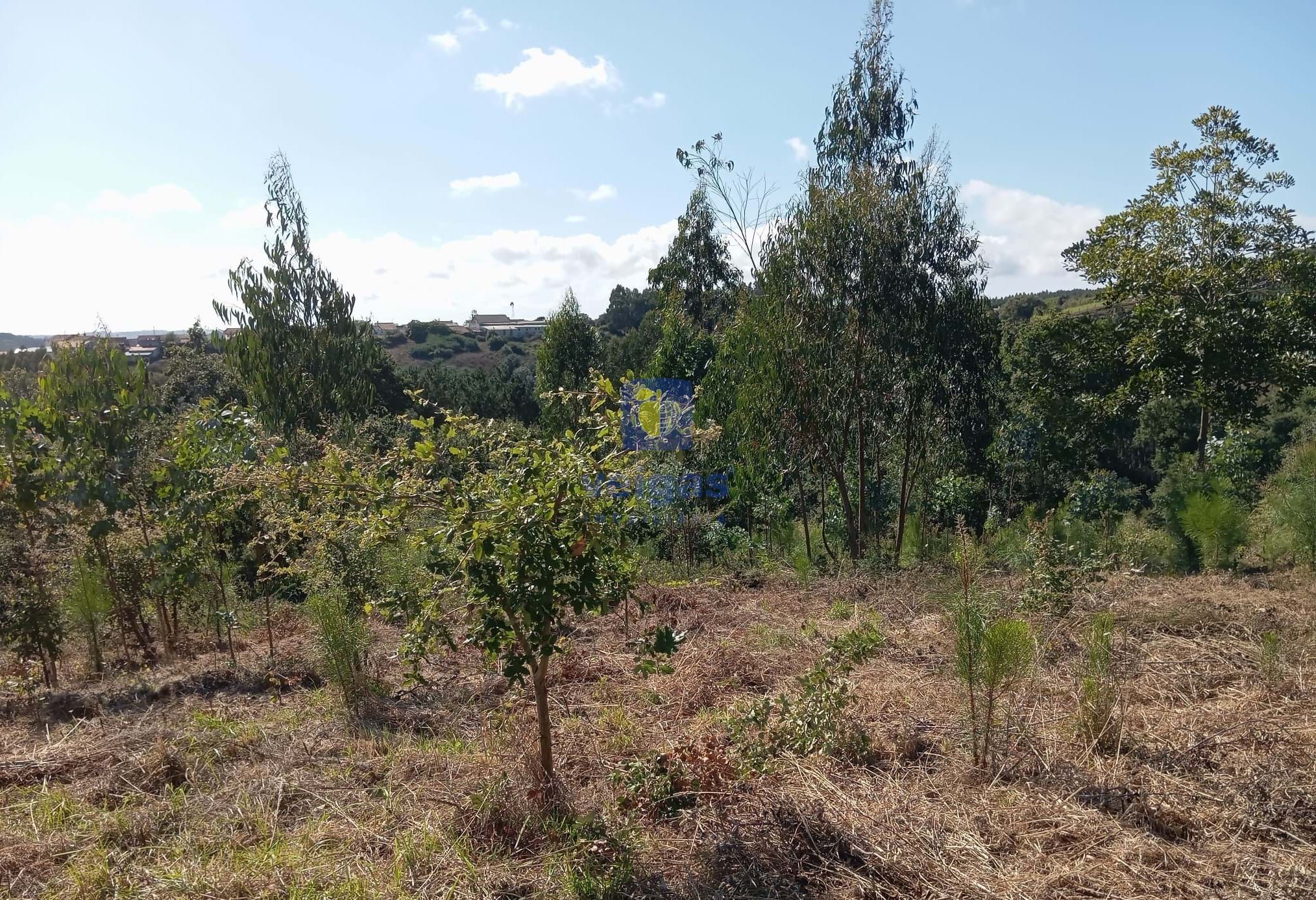 Terreno R�stico T0 - Alvorninha, Caldas da Rainha, Leiria - Miniatura: 8/10
