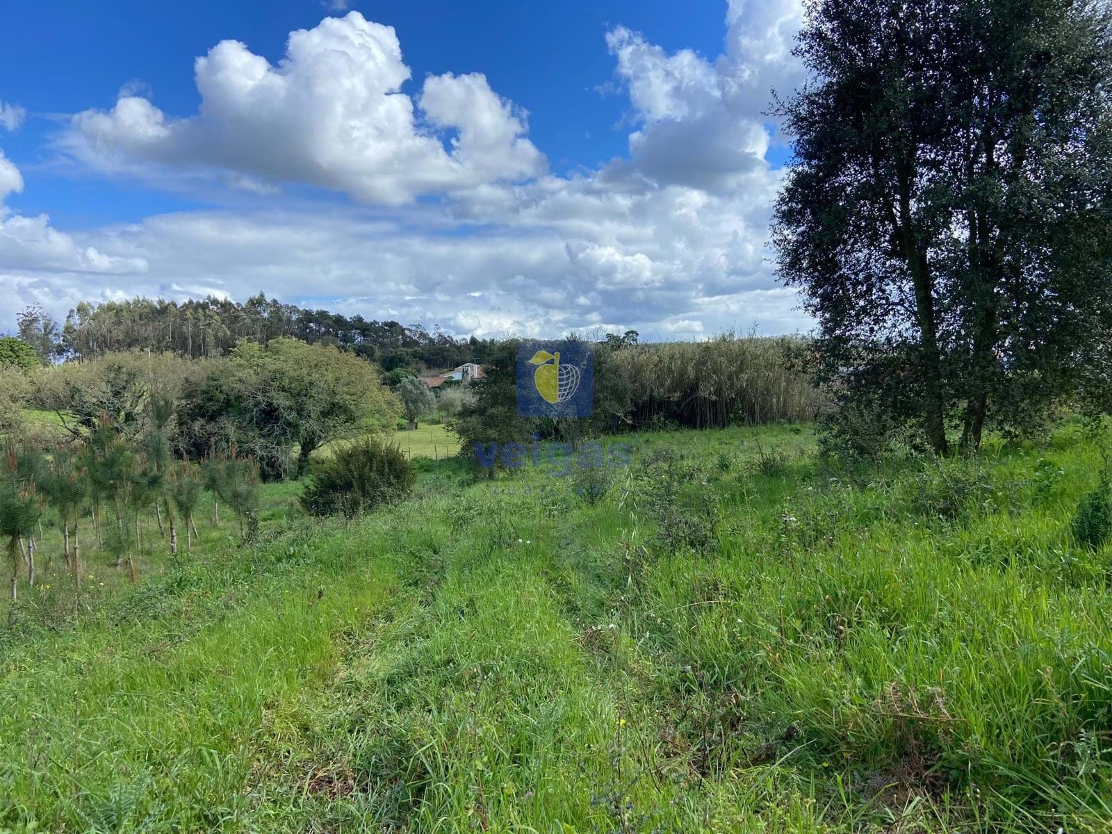 Terreno R�stico T0 - Salir de Matos, Caldas da Rainha, Leiria - Miniatura: 17/17
