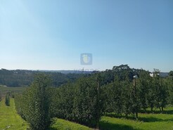 Ruina T0 - Carvalhal Benfeito, Caldas da Rainha, Leiria - Miniatura: 9/9