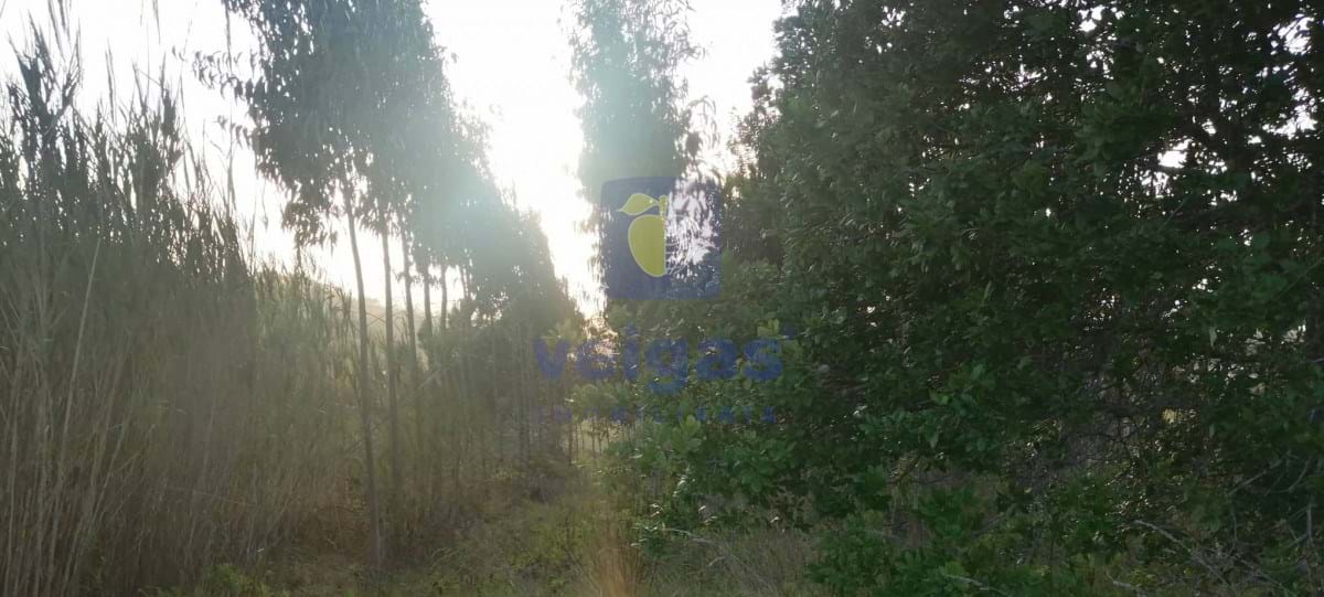 Terreno R�stico T0 - Alvorninha, Caldas da Rainha, Leiria - Miniatura: 1/5