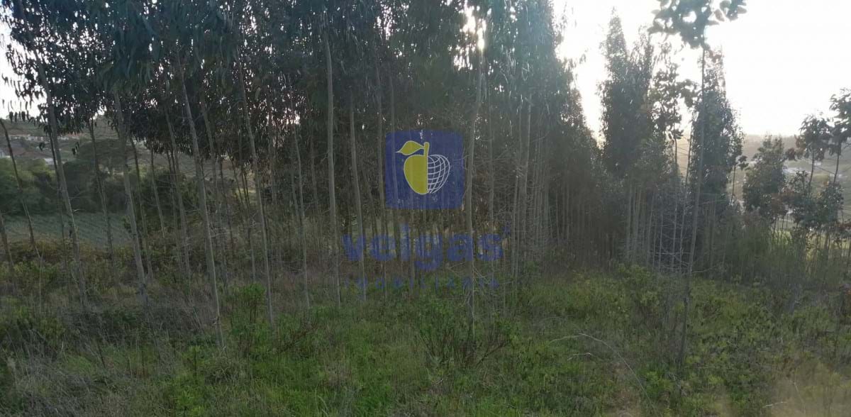 Terreno R�stico T0 - Alvorninha, Caldas da Rainha, Leiria - Miniatura: 5/5