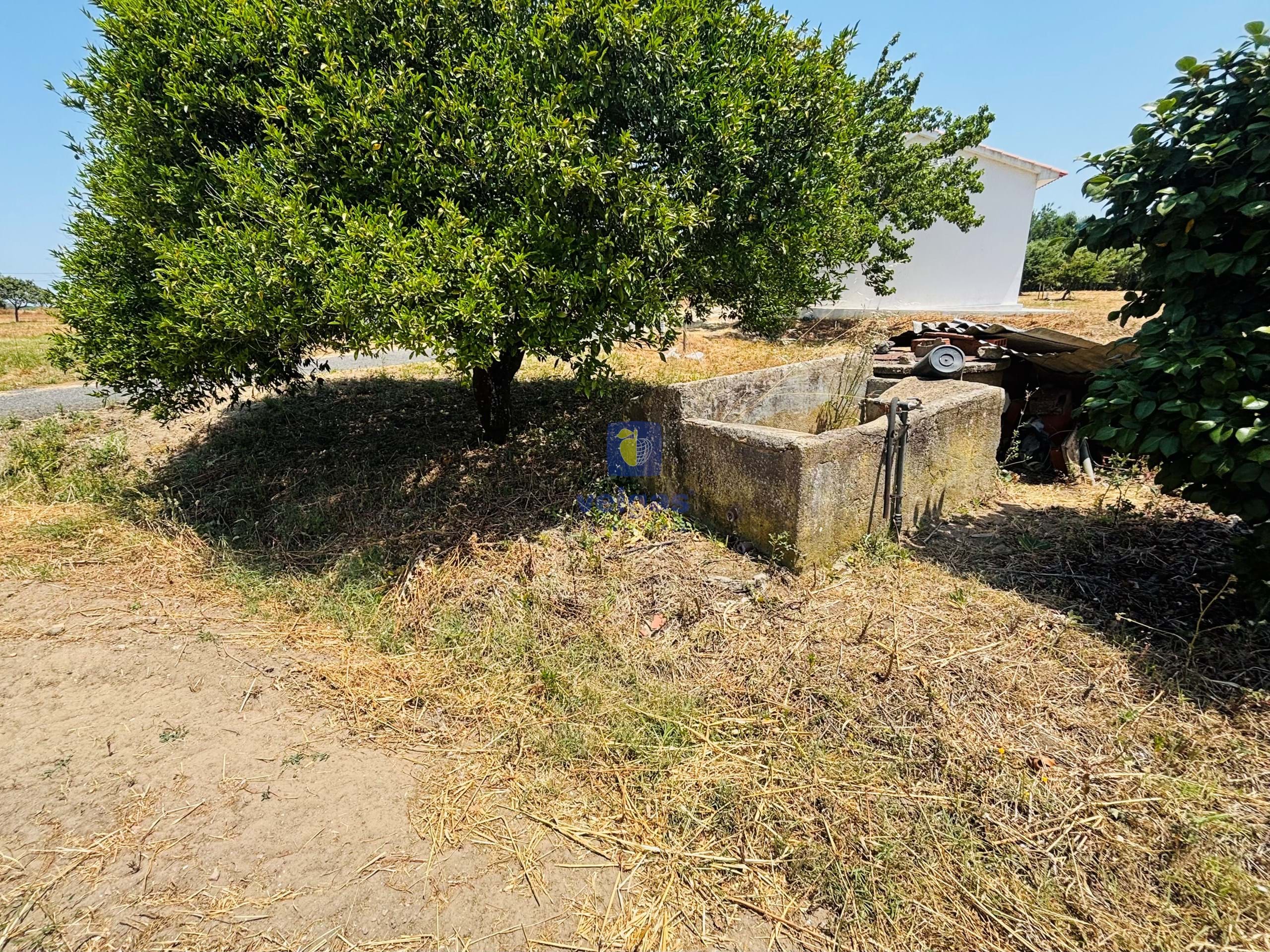 Terreno R�stico T0 - Alcoentre, Azambuja, Lisboa - Miniatura: 5/12