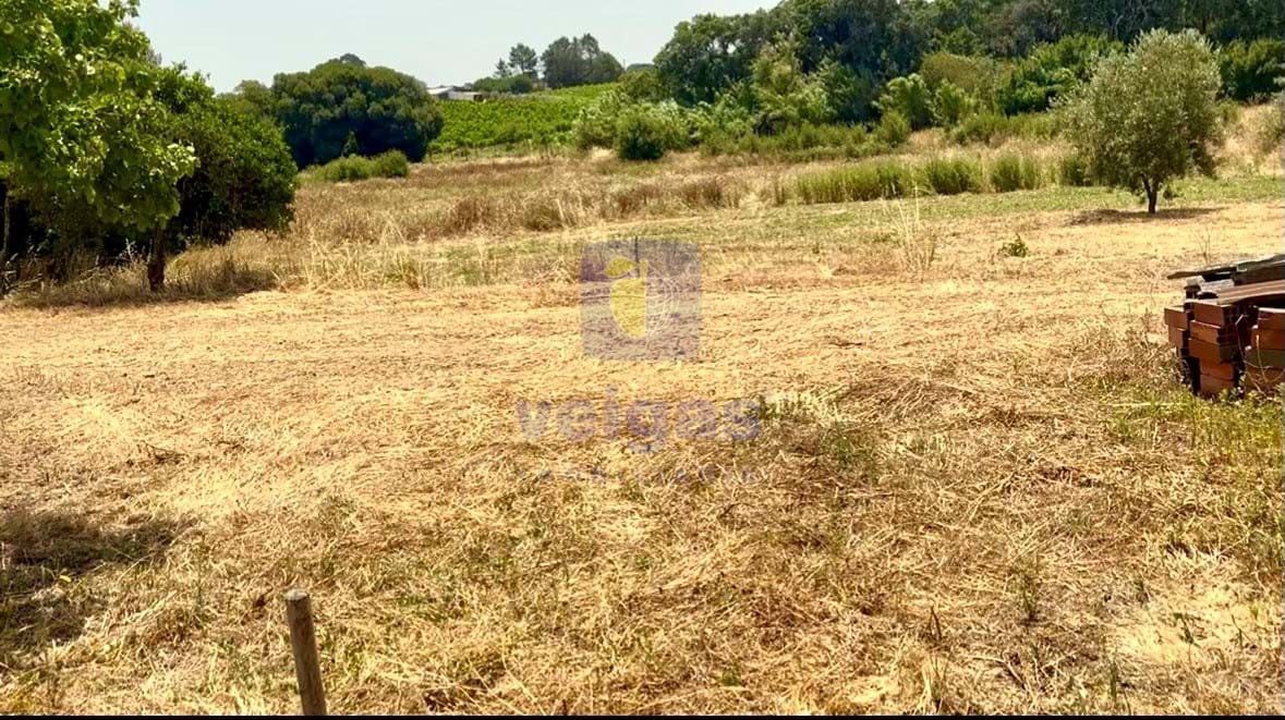 Terreno R�stico T0 - Alcoentre, Azambuja, Lisboa - Miniatura: 8/12