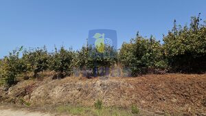 Terreno R�stico T0 - Gaeiras, �bidos, Leiria - Miniatura: 21/26