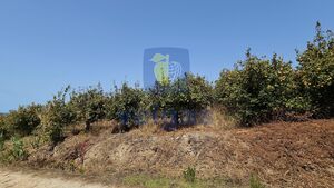 Terreno R�stico T0 - Gaeiras, �bidos, Leiria - Miniatura: 23/26