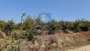 Terreno R�stico T0 - Gaeiras, �bidos, Leiria - Miniatura: 24/26