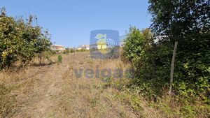 Terreno R�stico T0 - Gaeiras, �bidos, Leiria - Miniatura: 5/26
