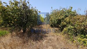 Terreno R�stico T0 - Gaeiras, �bidos, Leiria - Miniatura: 14/26