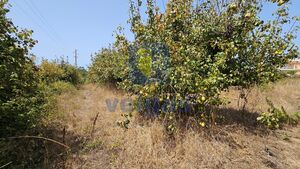 Terreno R�stico T0 - Gaeiras, �bidos, Leiria - Miniatura: 16/26