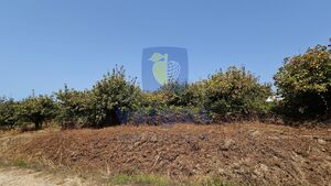 Terreno R�stico T0 - Gaeiras, �bidos, Leiria - Miniatura: 18/26