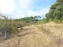 Terreno Rstico T0 - Salir de Matos, Caldas da Rainha, Leiria - Miniatura: 4/18
