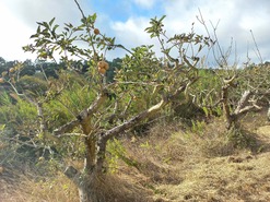 Terreno Rstico T0 - Salir de Matos, Caldas da Rainha, Leiria - Miniatura: 8/18