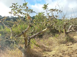 Terreno Rstico T0 - Salir de Matos, Caldas da Rainha, Leiria - Miniatura: 9/18