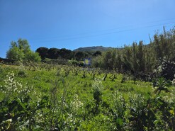 Terreno Urbano T0 - Lamas, Cadaval, Lisboa - Miniatura: 5/5