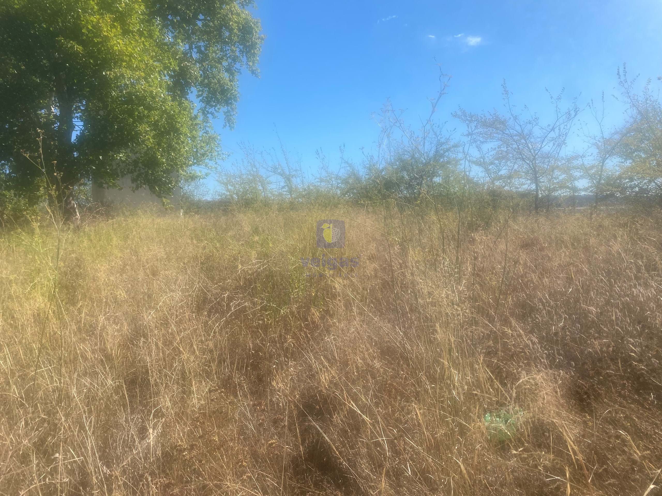 Terreno R�stico T0 - Alcanena, Alcanena, Santar�m - Miniatura: 5/26