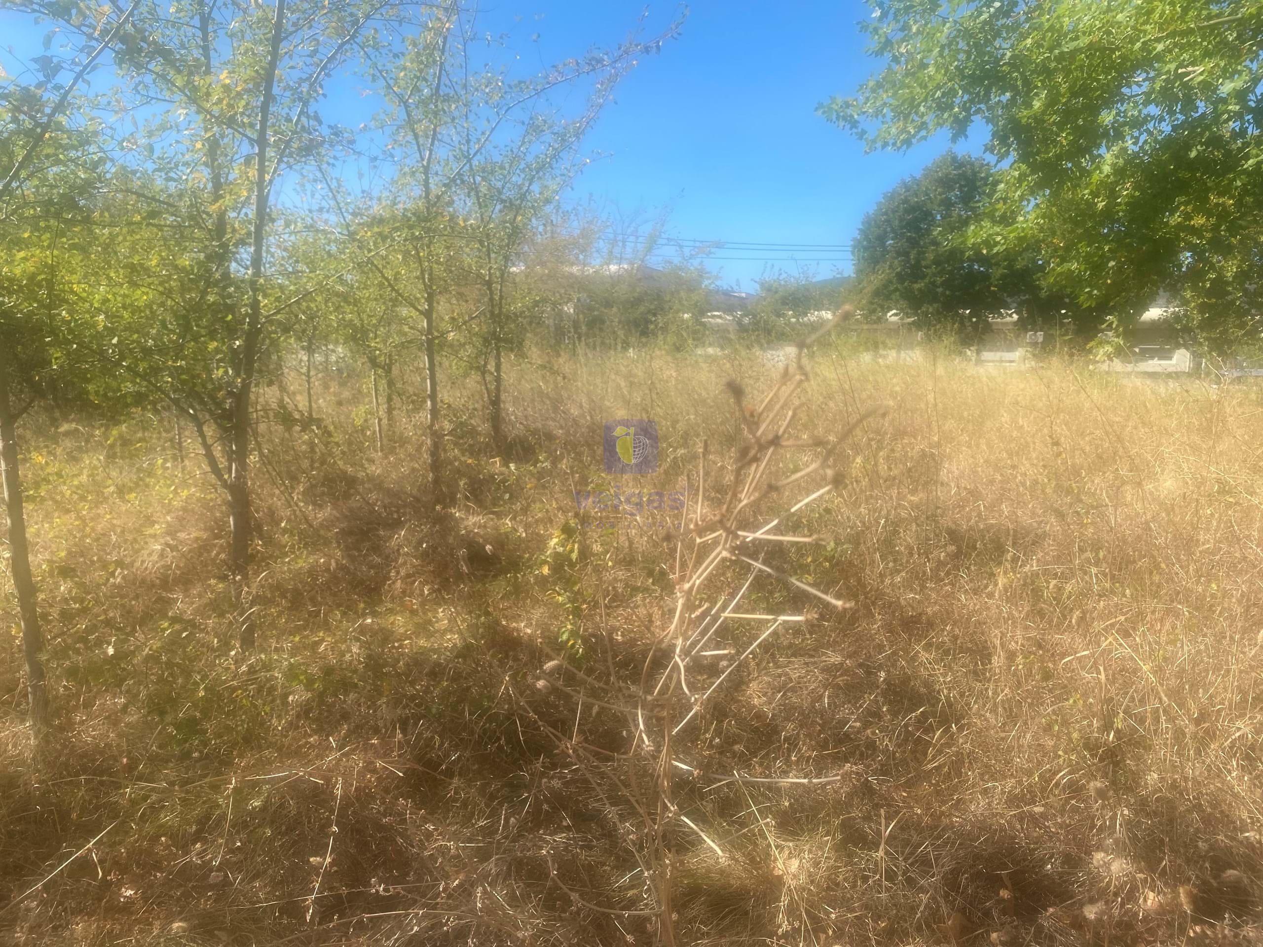 Terreno R�stico T0 - Alcanena, Alcanena, Santar�m - Miniatura: 13/26