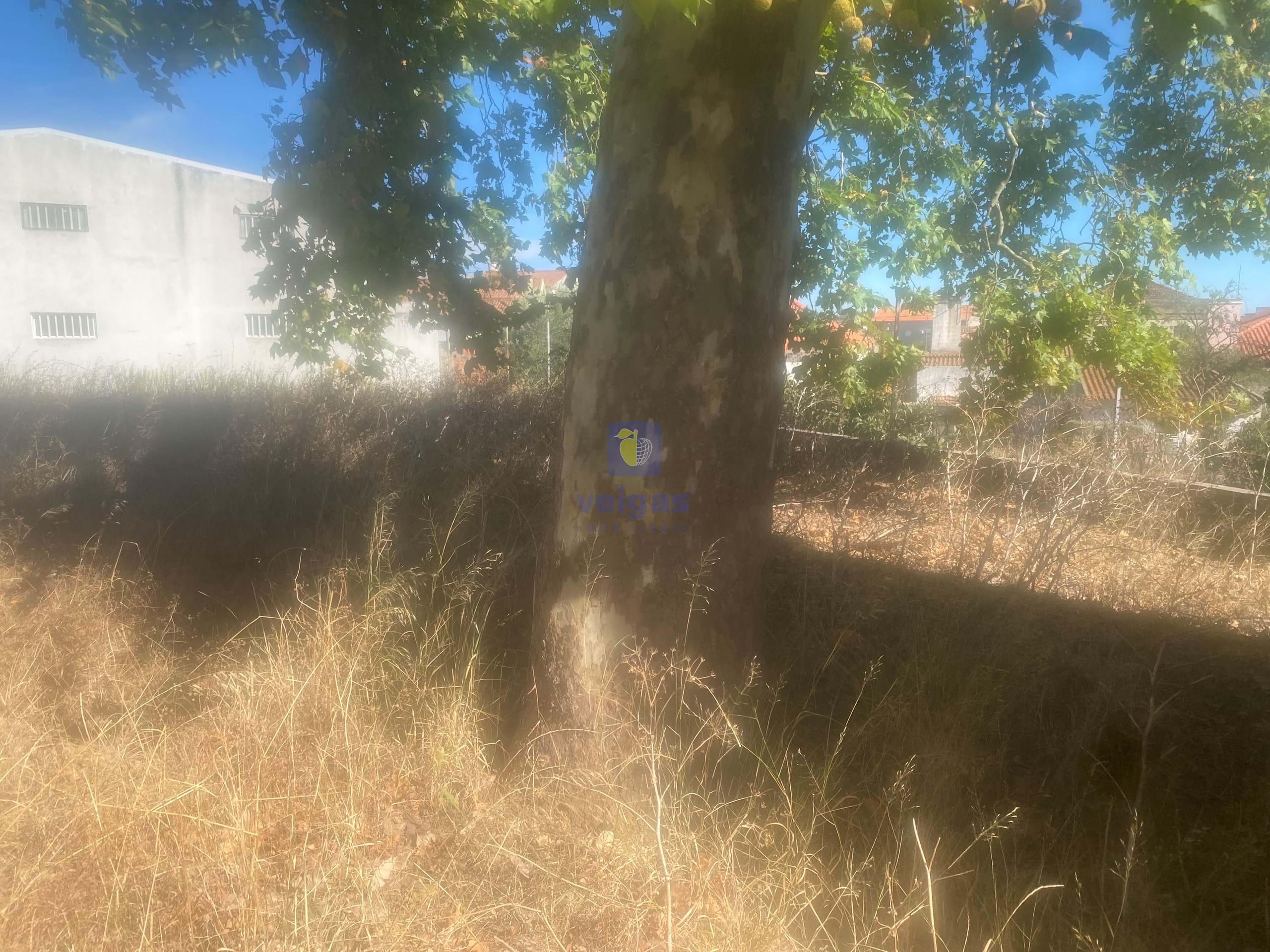 Terreno R�stico T0 - Alcanena, Alcanena, Santar�m - Miniatura: 18/26