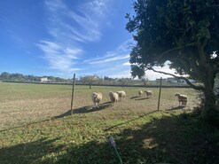 Moradia T3 - P�voa da Isenta, Santar�m, Santar�m - Miniatura: 13/43