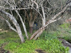 Terreno Rstico T0 - Rio Maior, Rio Maior, Santarm - Miniatura: 2/10