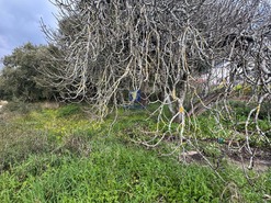 Terreno Rstico T0 - Rio Maior, Rio Maior, Santarm - Miniatura: 10/10