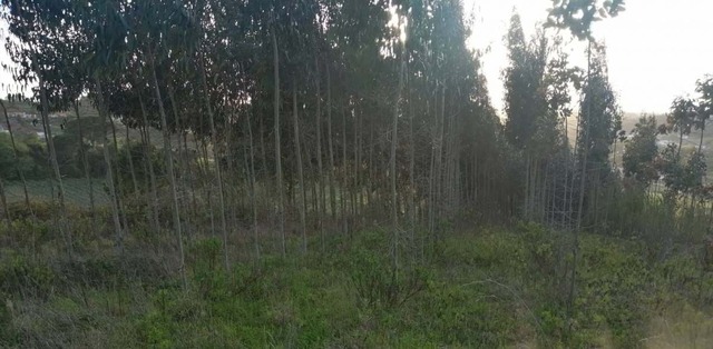 Terreno Rstico T0 - Alvorninha, Caldas da Rainha, Leiria - Imagem grande