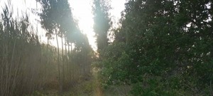 Terreno Rstico T0 - Alvorninha, Caldas da Rainha, Leiria - Miniatura: 1/5