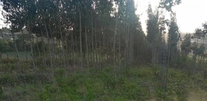 Terreno Rstico T0 - Alvorninha, Caldas da Rainha, Leiria - Miniatura: 5/5