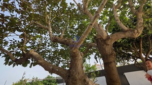 Moradia T5 - Caldas da Rainha, Caldas da Rainha, Leiria - Miniatura: 35/36