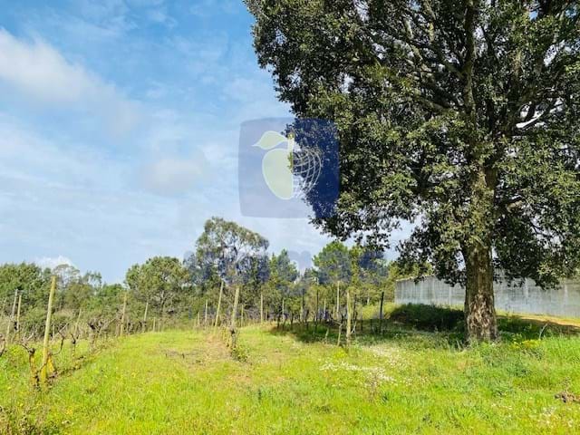Terreno R�stico T0 - Caldas da Rainha, Caldas da Rainha, Leiria - Miniatura: 2/6