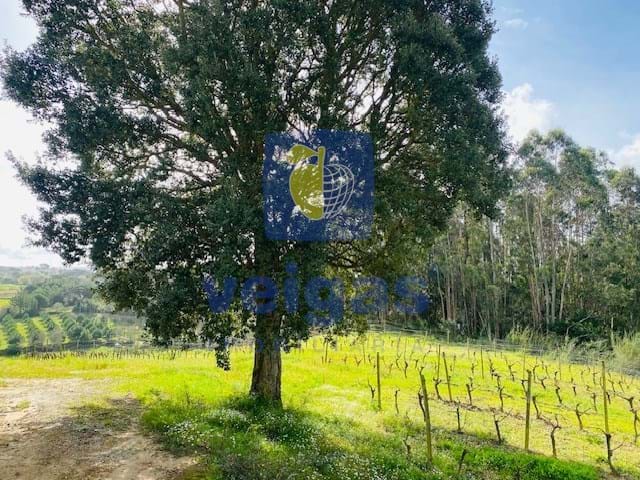 Terreno R�stico T0 - Caldas da Rainha, Caldas da Rainha, Leiria - Miniatura: 6/6
