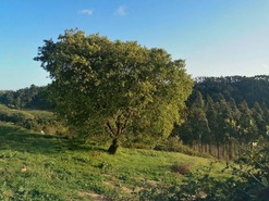 Terreno Rstico T0 - Alvorninha, Caldas da Rainha, Leiria - Miniatura: 3/5