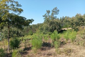 Terreno Rstico T0 - Alvorninha, Caldas da Rainha, Leiria - Miniatura: 2/10