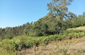 Terreno Rstico T0 - Alvorninha, Caldas da Rainha, Leiria - Miniatura: 5/10