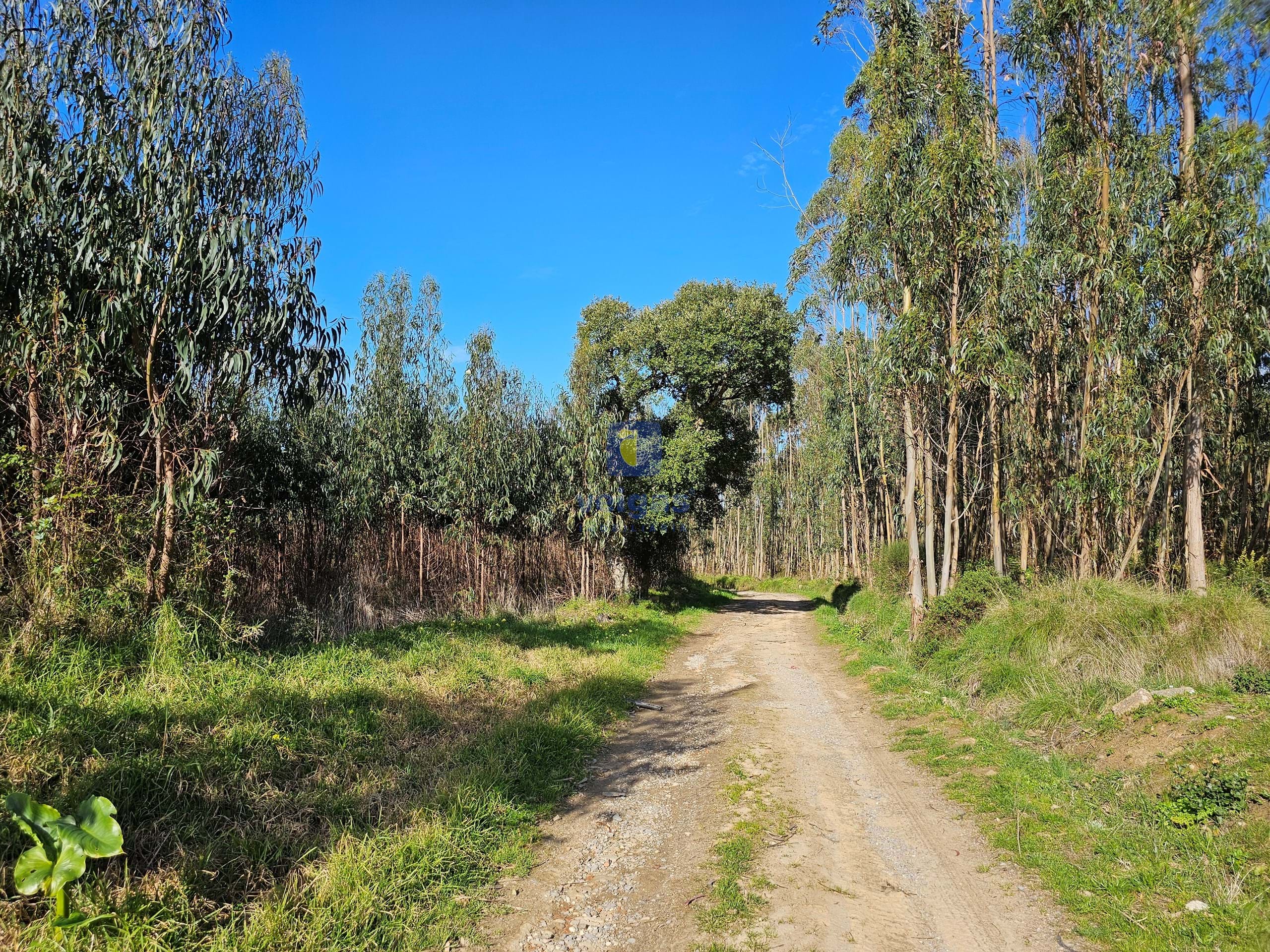 Terreno R�stico T0 - Reguengo Grande, Lourinh�, Lisboa - Miniatura: 3/10