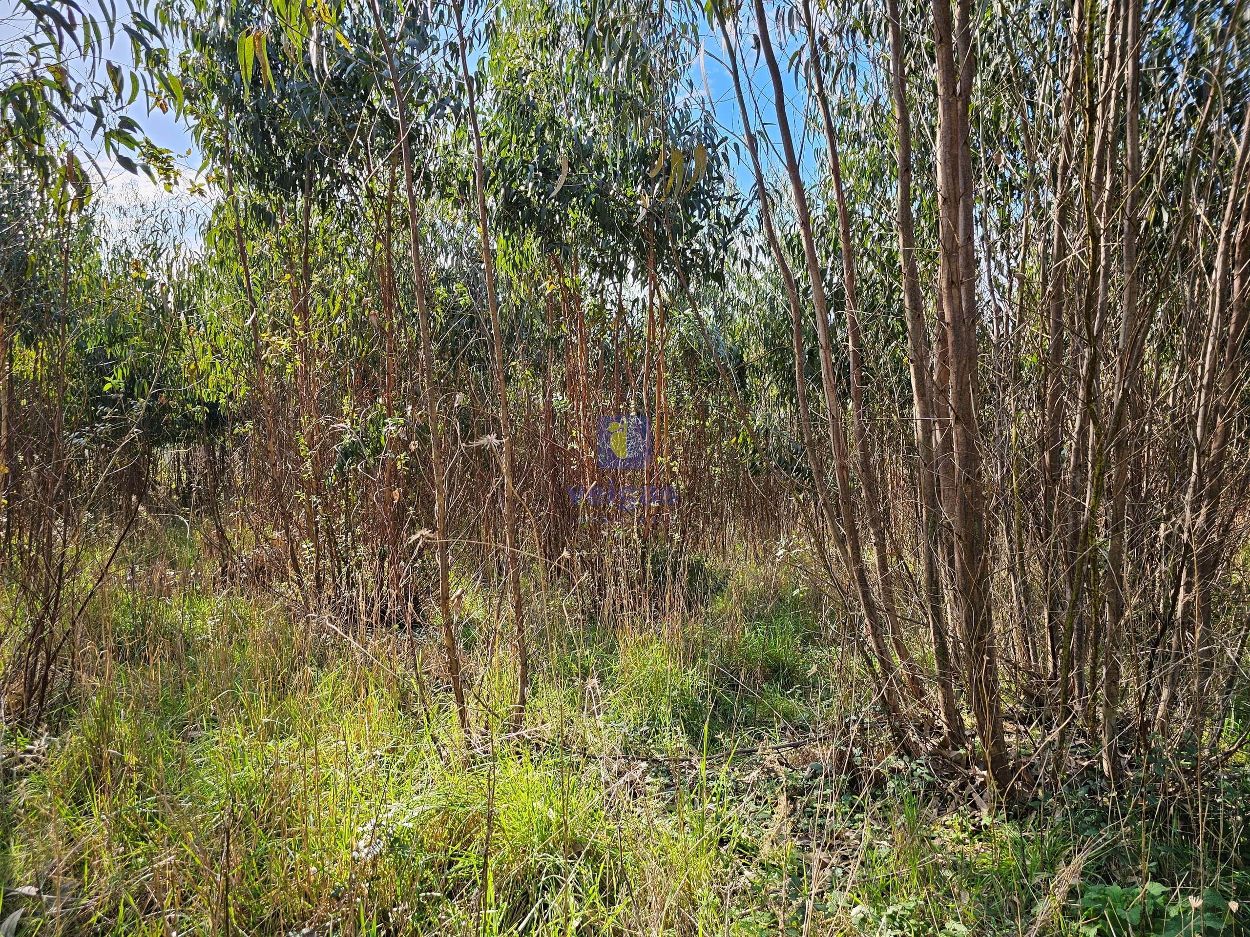 Terreno R�stico T0 - Reguengo Grande, Lourinh�, Lisboa - Miniatura: 4/10