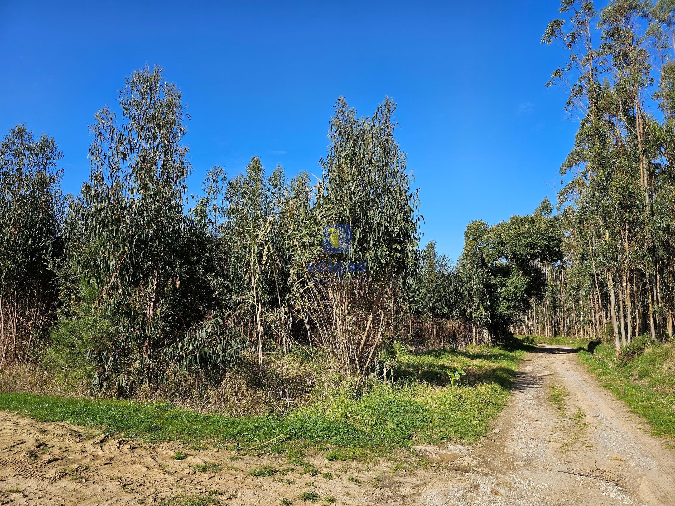 Terreno R�stico T0 - Reguengo Grande, Lourinh�, Lisboa - Miniatura: 6/10