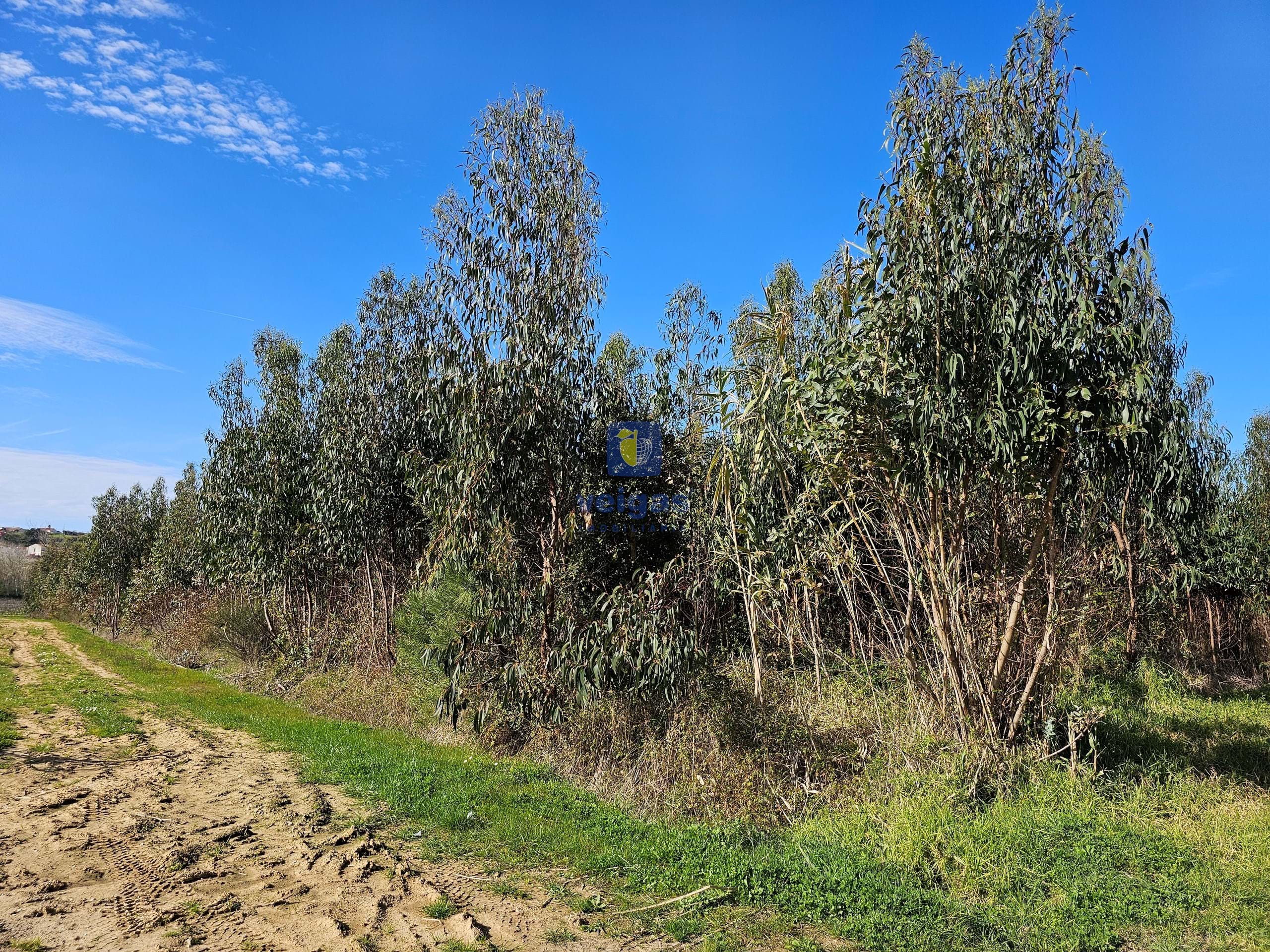 Terreno R�stico T0 - Reguengo Grande, Lourinh�, Lisboa - Miniatura: 7/10
