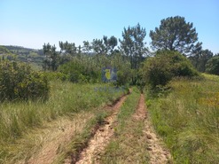Terreno Rstico T0 - Salir de Matos, Caldas da Rainha, Leiria - Miniatura: 8/25