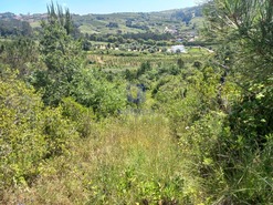 Terreno Rstico T0 - Salir de Matos, Caldas da Rainha, Leiria - Miniatura: 9/25