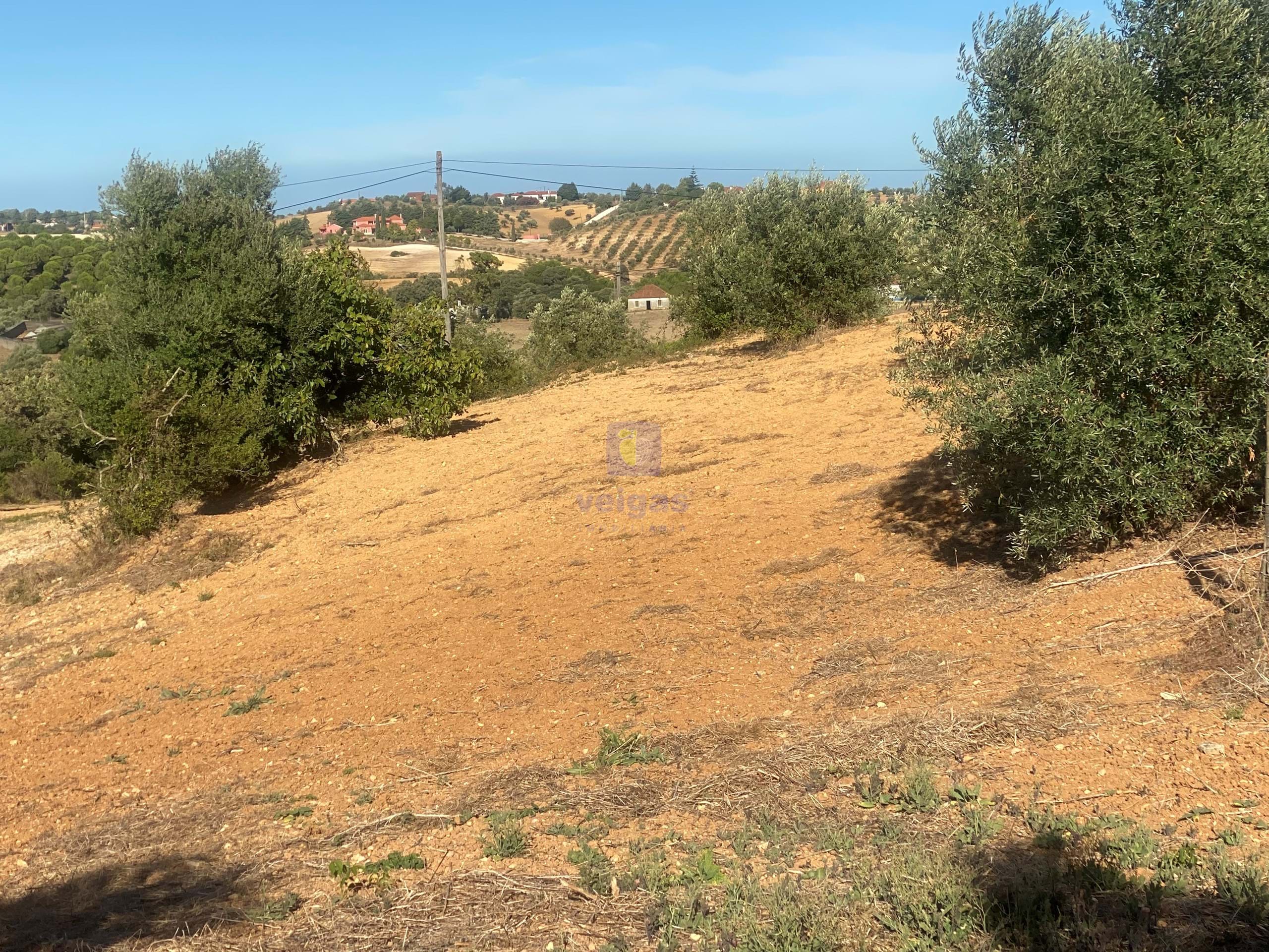 Terreno R�stico T0 - Abitureiras, Santar�m, Santar�m - Miniatura: 17/20