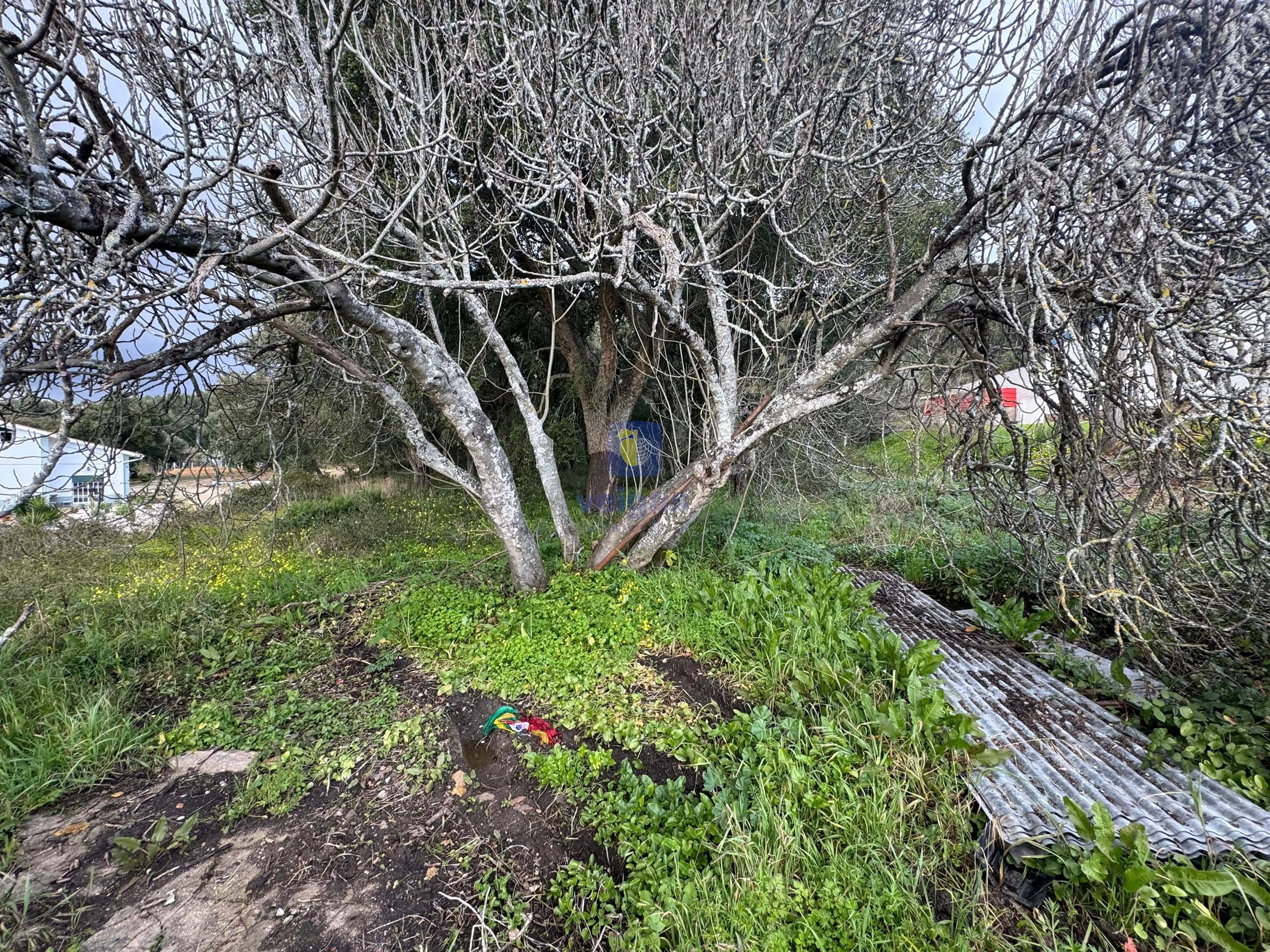 Terreno R�stico T0 - Rio Maior, Rio Maior, Santar�m - Miniatura: 1/10