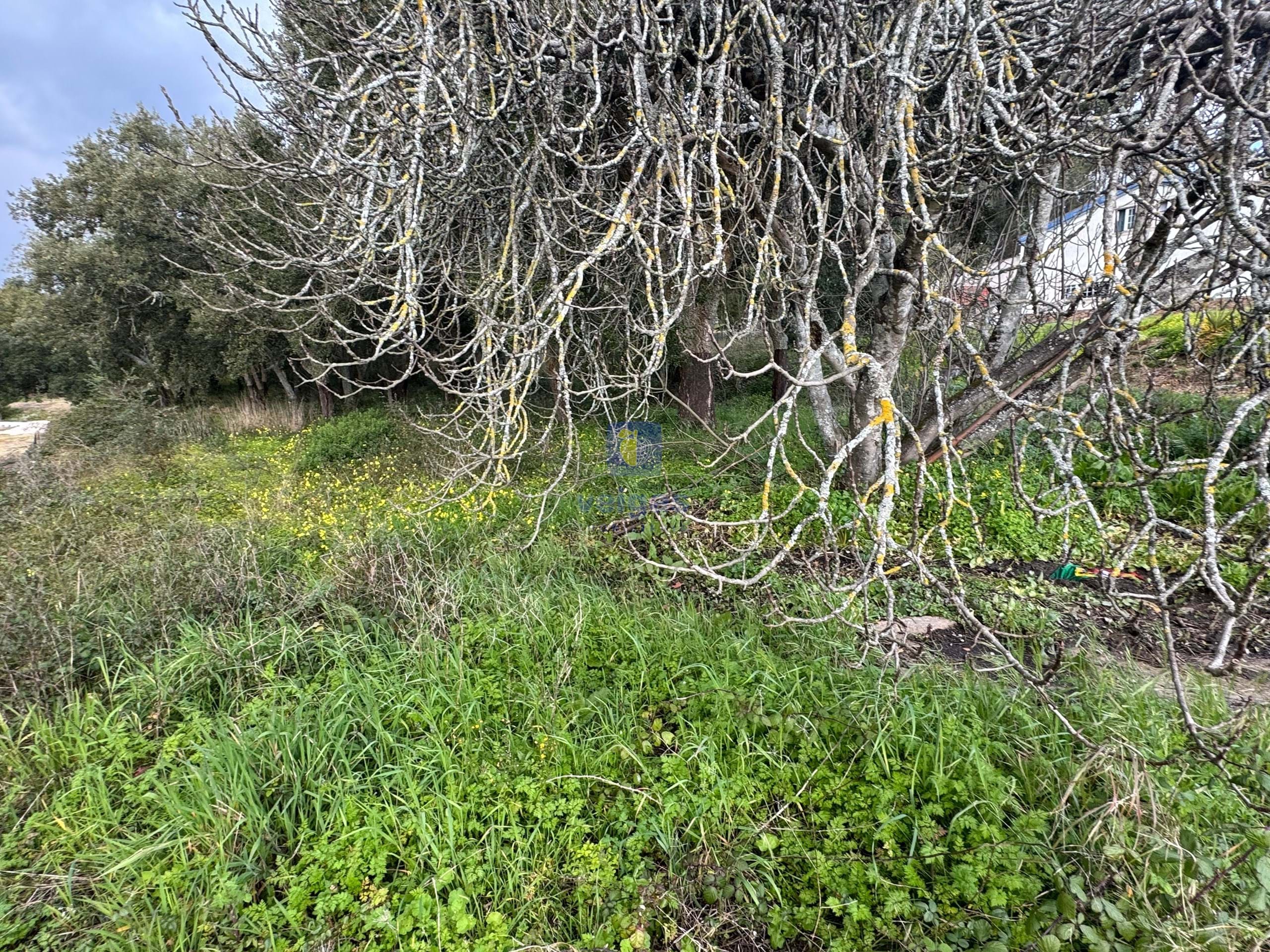 Terreno R�stico T0 - Rio Maior, Rio Maior, Santar�m - Miniatura: 6/10