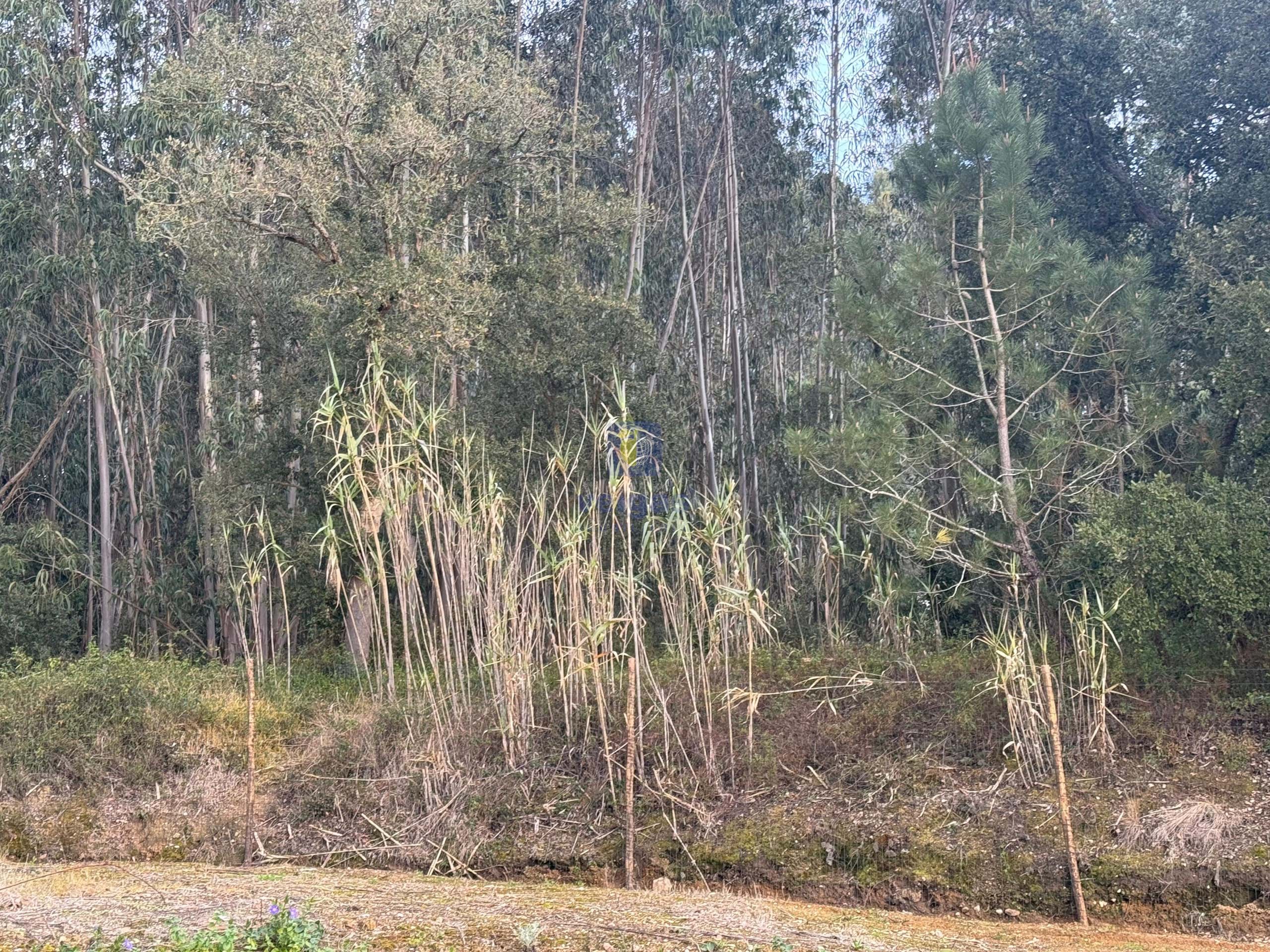 Terreno R�stico T0 - Rio Maior, Rio Maior, Santar�m - Miniatura: 7/10