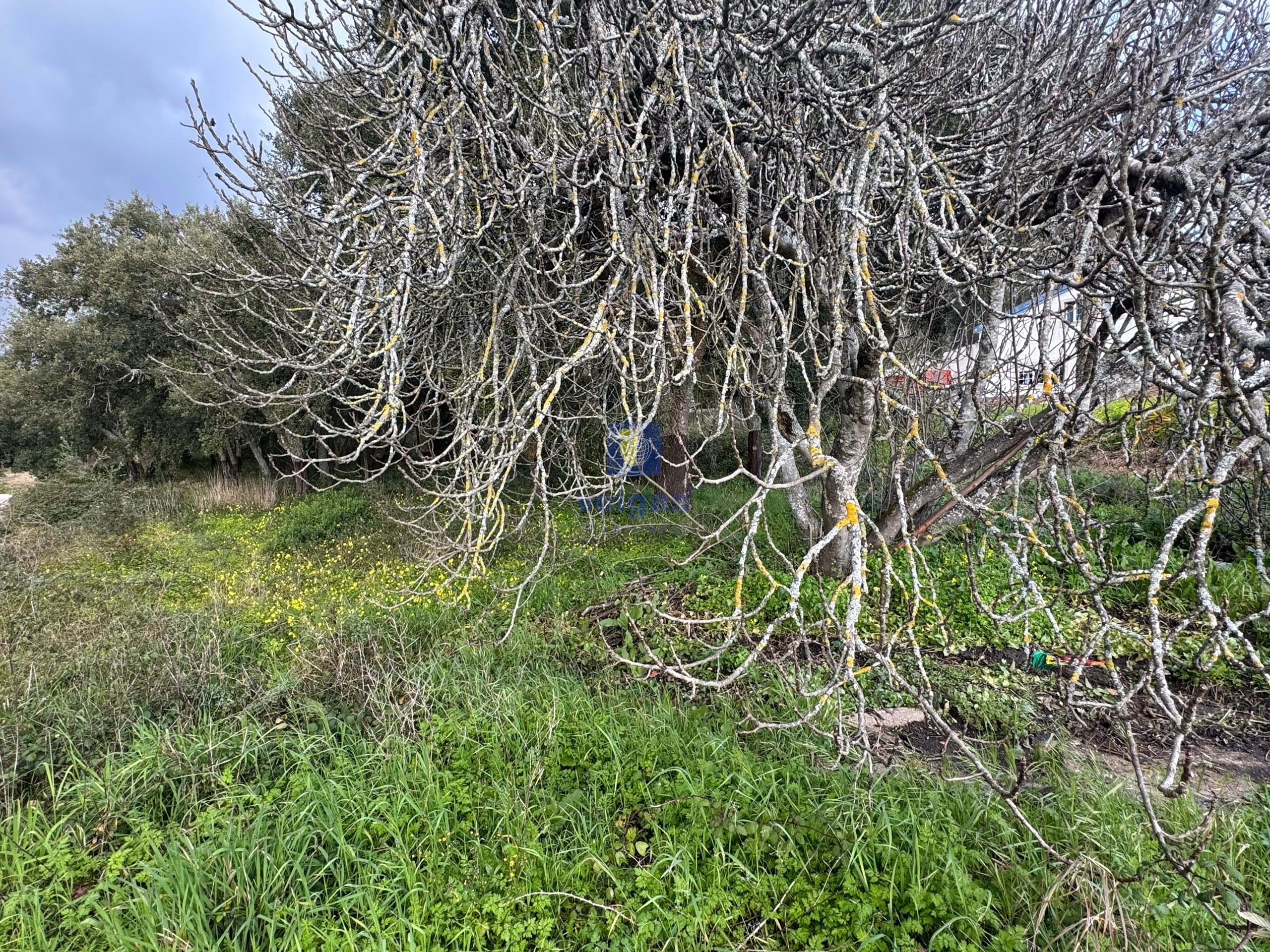 Terreno R�stico T0 - Rio Maior, Rio Maior, Santar�m - Miniatura: 10/10