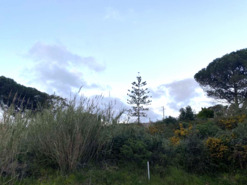 Moradia T3 - Nadadouro, Caldas da Rainha, Leiria - Miniatura: 18/26