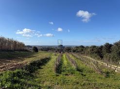 Quinta T4 - Usseira, �bidos, Leiria - Miniatura: 5/37