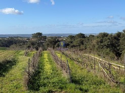 Quinta T4 - Usseira, �bidos, Leiria - Miniatura: 6/37