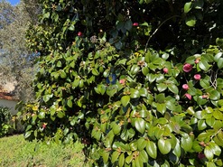 Quinta T4 - Usseira, �bidos, Leiria - Miniatura: 21/37