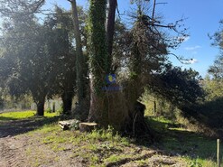 Quinta T4 - Usseira, �bidos, Leiria - Miniatura: 22/37